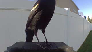 red-winged blackbird