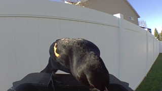 red-winged blackbird