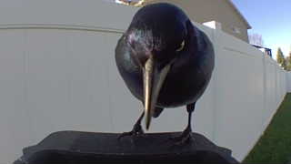 common grackle