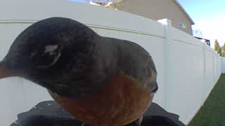 american robin