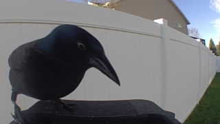 common grackle