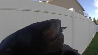 brown-headed cowbird