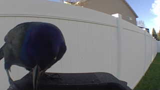 common grackle