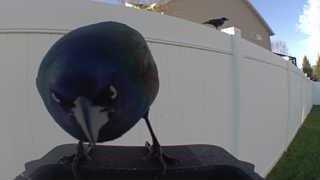 common grackle