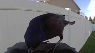common grackle
