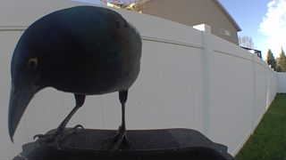 common grackle