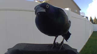 common grackle
