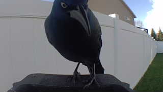 common grackle