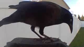 common grackle