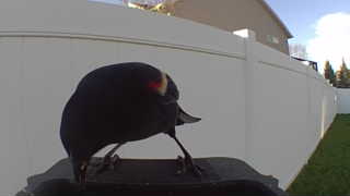 red-winged blackbird