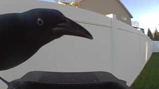 american crow