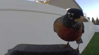 american robin