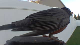 american robin