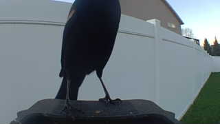 common grackle