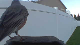 american robin
