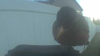 american robin