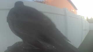 american crow