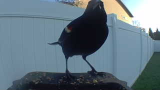 red-winged blackbird