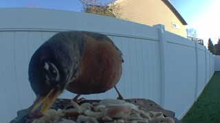 american robin