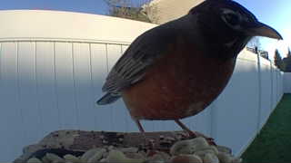 american robin