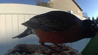 american robin