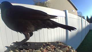 common grackle