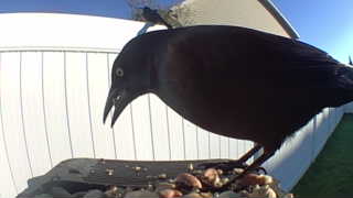 american crow