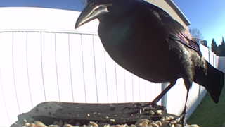 common grackle