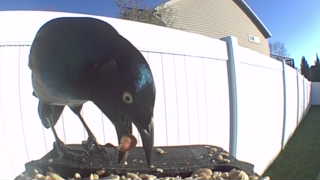 common grackle