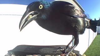 common grackle