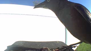 common grackle