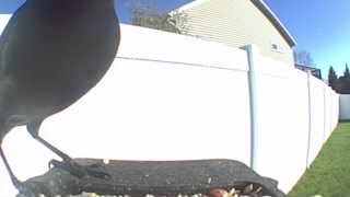 common grackle
