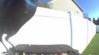 common grackle