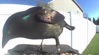 common grackle