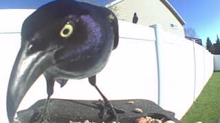 common grackle