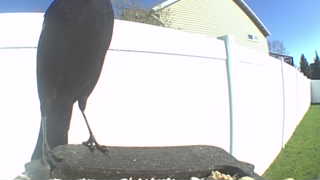 common grackle