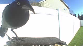 common grackle