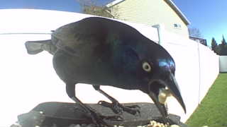 common grackle