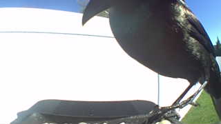 common grackle
