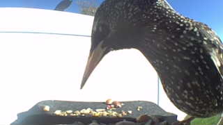 european starling