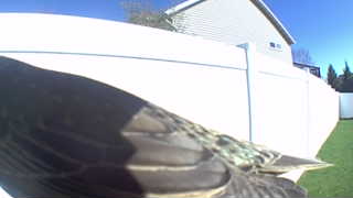 european starling