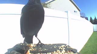 common grackle