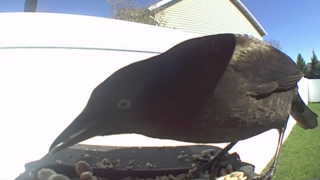 common grackle