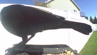 common grackle