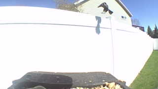 common grackle
