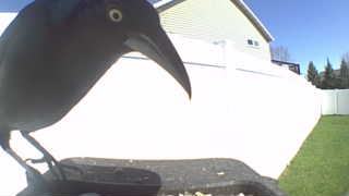 common grackle