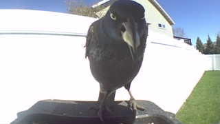 american crow