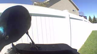 common grackle