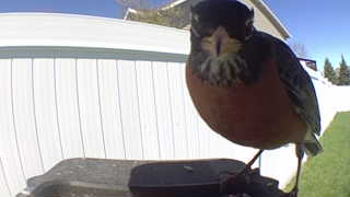 american robin