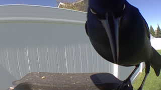 common grackle